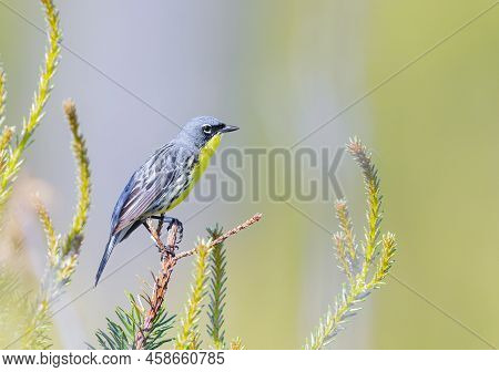 Kirtland Warbler Perched On A Tree In The Forests Of Michigan
