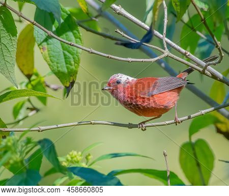 Pink Headed Warbler Perched On A Tree
