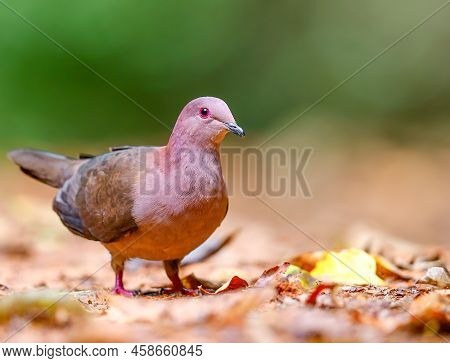 Ruddy Pigeon Foraging For Food On The Ground