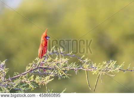 Vermilion Cardinal Perched On A Tree At High Noon