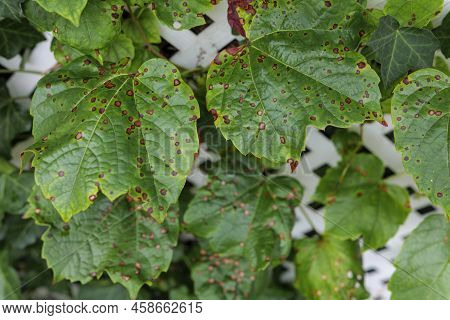 Grape Leafs Diseases. Angular Reddish Brown Spots With Shot-hole Centers On Grape Leaves Caused By A