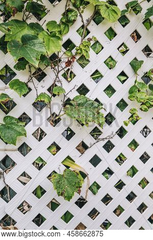 Grape Leaves Diseases. Angular Reddish Brown Spots With Shot-hole Centers On Grape Leaves Caused By 