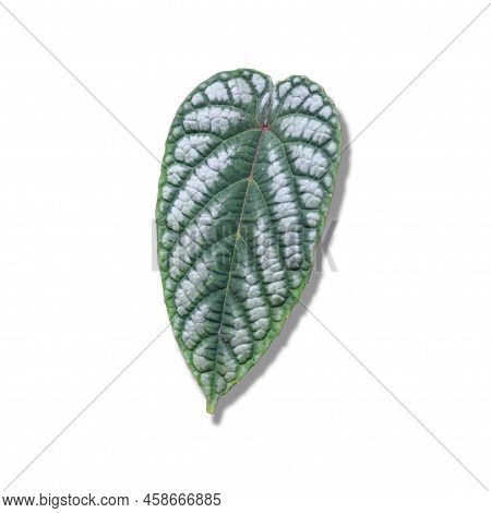 Closeup Betel Leaf On White Background View From The Front
