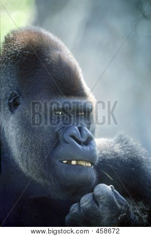 Retrato de macaco