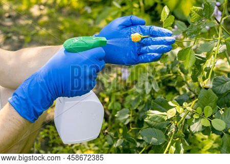 Treatment In The Garden Of Young Shoots Of Roses From Aphids, Whiteflies And Insect Pests