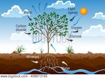 Photosynthesis Process. Tree Produce Oxygen Using Rain And Sun. Diagram Showing Process Of Photosynt