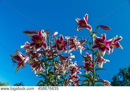 Oriental Hybrid Lilium Friso Flowers In The Garden