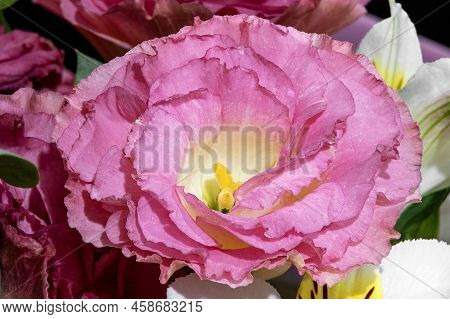 Image Of A Flower Bud Of A Beautiful Pink Eustoma