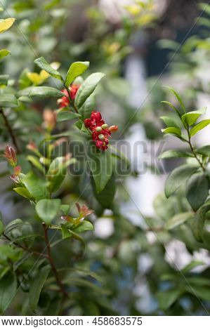Close-up Ochna Kirkii Or  Mouse Plant.
