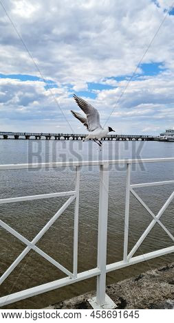 A Seagull Takes Off From The Pier Of The Old Embankment. Side View.