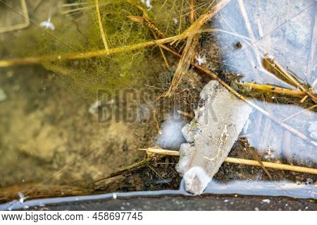 Selective Focus On A Section Of A Water Scorpion Insect Just Below The Water Surface.
