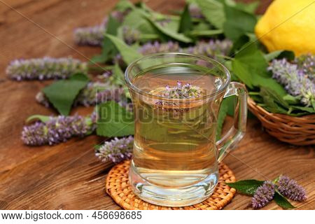 Herbal Tea From Medicinal Herb Agastache Foeniculum, Also Called  Giant Hyssop, Indian Mint Or Blue 