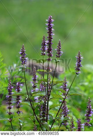 Agastache Rugosa,  Aromatic Violet-blue Agastache Herb Native In Asia. Used As Favorite Medicinal An