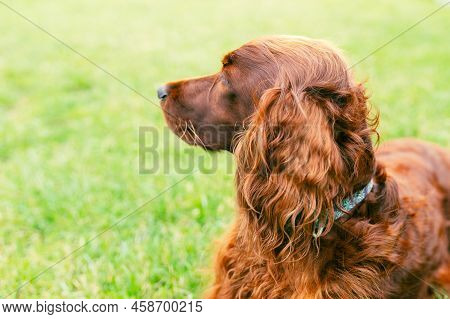 Beautiful Happy Irish Setter Dog Is Lying In Grass On A Beautiful Summer Day. Copy Space