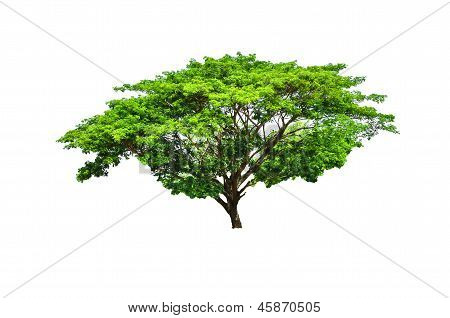 Trees In Tropical Northern Thailand.
