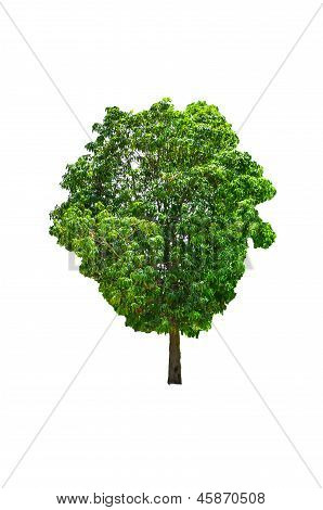 Trees In Tropical Northern Thailand.