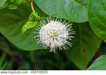 Flower Of A Buttonbush, Cephalanthus Occidentalis