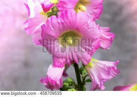 Beautiful Colourful Hollyhocks Alcea Rose Flower. Flowering Plant.