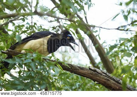 Plush-crested Jay, Cyanocorax Chrysops, Argentinean Bird Perched On A Branch In El Palmar National P