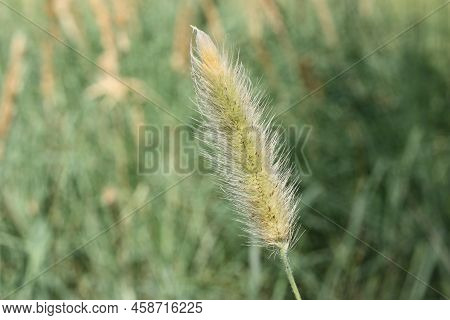 Green Foxtail Or Wild Foxtail Millet, Green Bristlegrass (setaria Viridis) Close-up, Greece, Thasos 