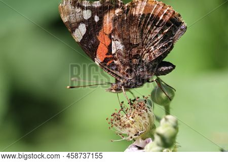 Red Admiral Butterfly, Vanessa Atalanta, In Close Up, Feeding On A Bramble, Rubus Species, Flower Wi