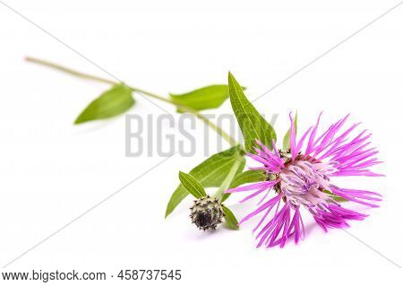 Short Fringed Knapweed  Flower Isolated On White Background