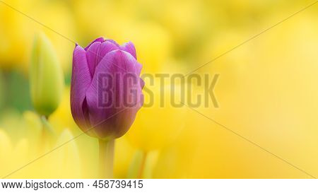Beautiful Tulip Macro With A Red Bulbfield In The Background In Spring In Holland
