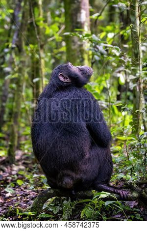 Adult Chimpanzee, Pan Troglodytes, In The Tropical Rainforest Of Kibale National Park, Western Ugand