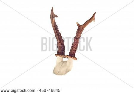Deer Antlers    Animal               Isolated On White Background,