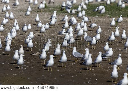 The Flock Of Herring Gull (larus Argentatus) On The Shore Of Lake Michigan.