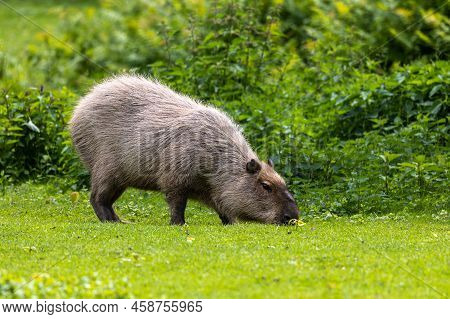 The Capybara, Hydrochoerus Hydrochaeris Is A Mammal Native To South America. It Is The Largest Livin