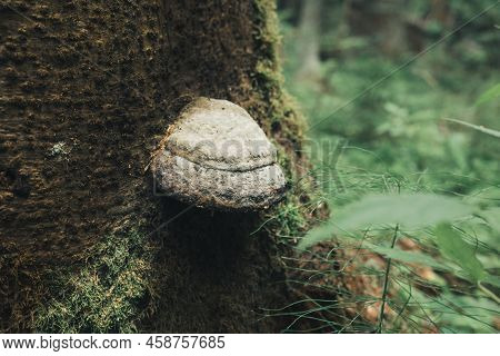 Inonotus Obliquus Is A Parasite Fungus Growing On A Tree In The Forest. Chaga Mushroom Tea Close Up.
