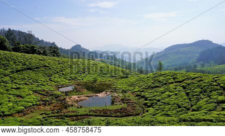 Beautiful Tea Garden Or Tea Estates From Ooty. Lush Greenery Landscape Photograph Of Nilgiri