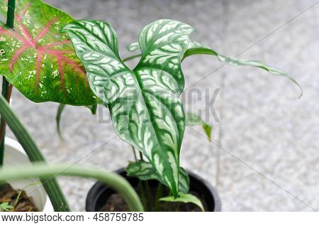Cercestis Mirabilis, Rhektophyllum Mirabile Or Araceae Plant