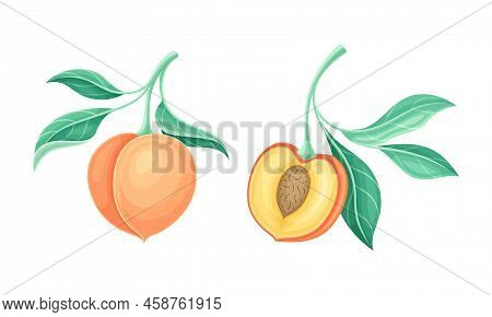 Peach Tree Branch With Ripe Juicy Fruit Having Velvety Skin Vector Set