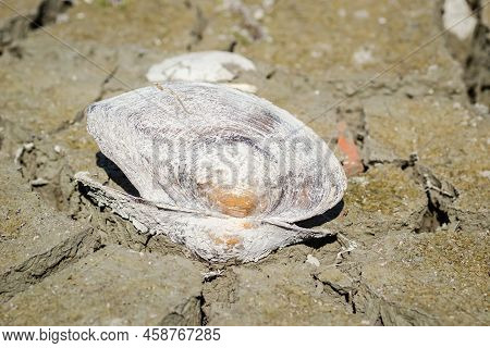 A River Shell, Unio Pictorum On A Cracked Muddy Dry Surface.
