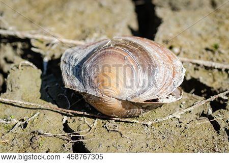 A River Shell, Unio Pictorum On A Cracked Muddy Dry Surface.