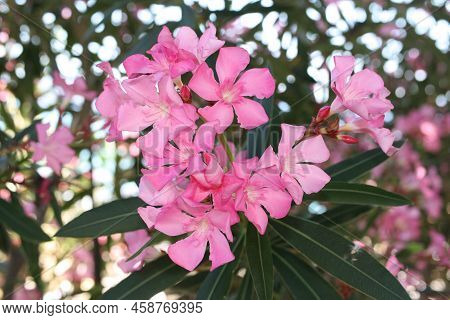 Flower Head Of Oleander Or Nerium (nerium Oleander), Greece, Thasos Island