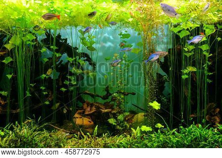 Three Spot Gourami Fishes And Rainbowfishes In Aquarium