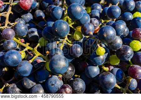 Background Of Freshly Picked Grapes. Bunch Of Picked Blue Grapes. Grape Background With Place For Te