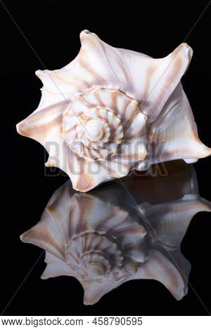 Single Sea Shell Of Aliger Gigas Known As The Queen Conch Isolated On Black Background, Close Up
