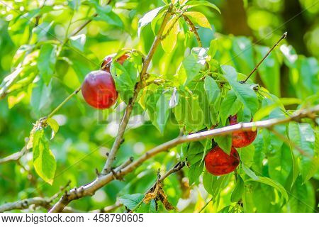 Organically Produced Nectarine Fruits On The Tree.