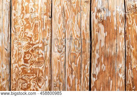 Ninth-century Defensive Palisade Technology. Detail Of Wooden Palisade Made Of Coarse Stakes