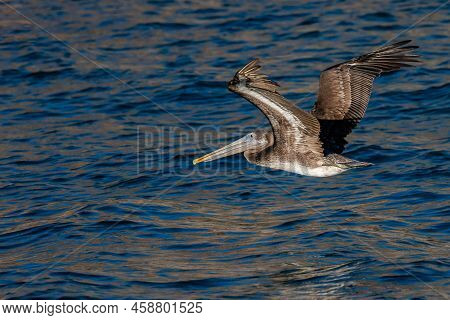 Brown Pelican Flying Along Puerto Penasco, Mexico