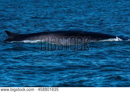 A Large Grey Whale In Puerto Penasco, Mexico
