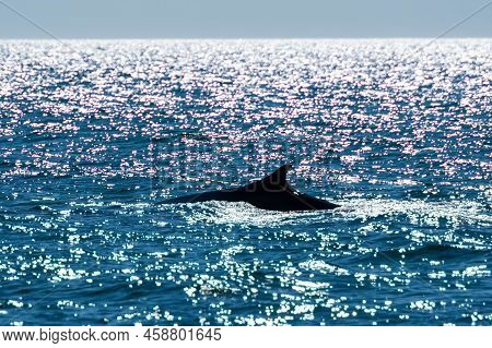 A Large Grey Whale In Puerto Penasco, Mexico