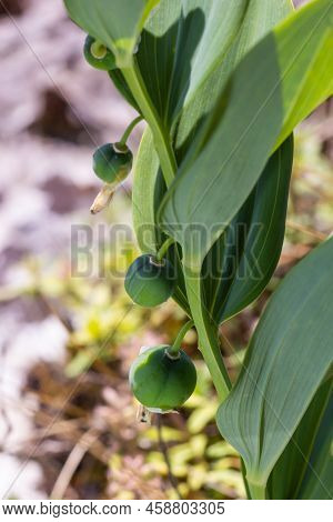 Unripe Berries Of Angular Solomon's Seal Also Known As Scented Solomon's Seal, Polygonatum Odoratum