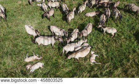 Tarpan Horses In Nature. Wild Horses. Wildlife And Nature Background. Herd Of Wild Horses Tarpan On 