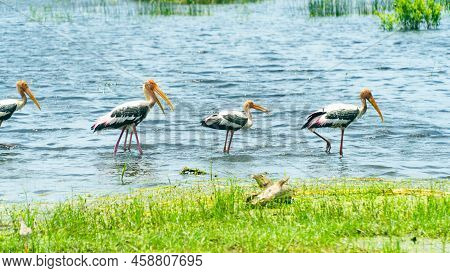 Herons And Other Birds In Wetlands. Kumana National Park. Sri Lanka.
