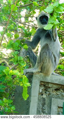 Tufted Gray Langur In Sri Lanka. Specie Semnopithecus Priam.